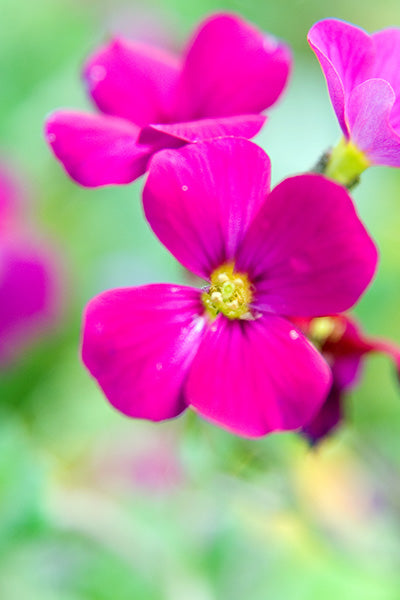 Glacier Red Aubrieta 1G