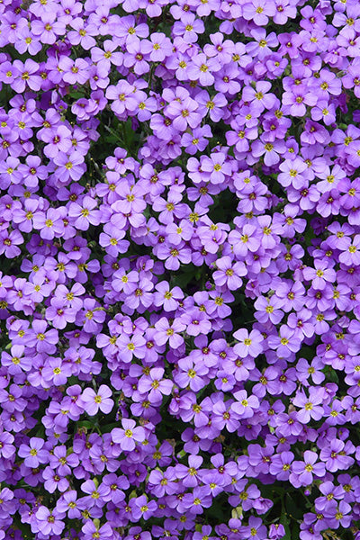 Glacier Violet Aubrieta 1G