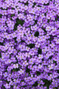 Glacier Violet Aubrieta 1G