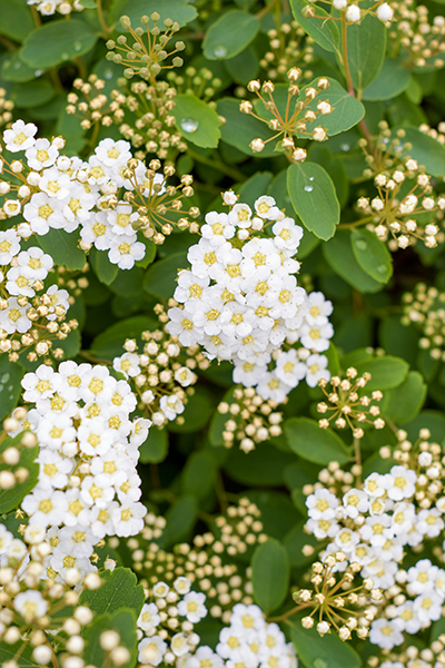 Glow Girl Spirea 2G