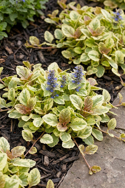 Gold Glow Ajuga 4”