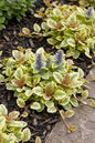 Gold Glow Ajuga 4”