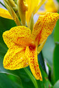 Gold Leopard Canna Lily 1G