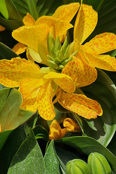 Gold Leopard Canna Lily 2G