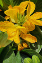 Gold Leopard Canna Lily 2G