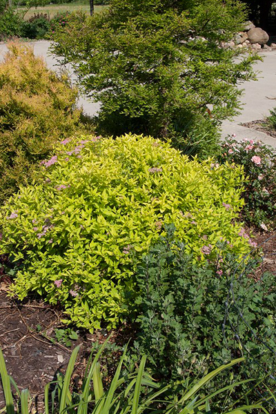 Gold Mound Spirea 2G