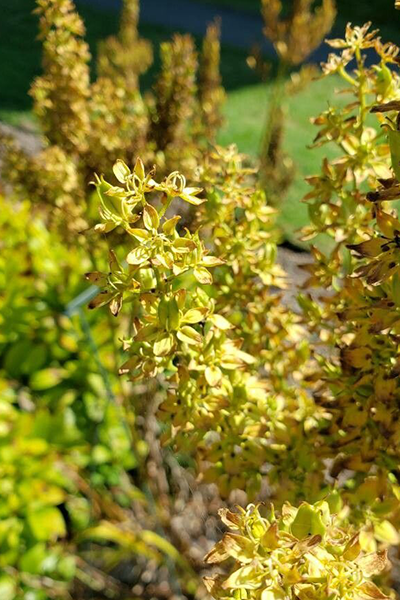Gold Rocket Barberry 1G
