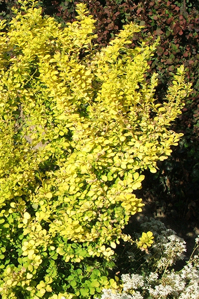 Gold Rocket Barberry 2G