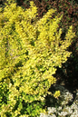 Gold Rocket Barberry 2G
