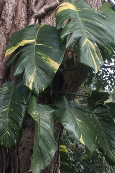 Golden Pothos 8” HB