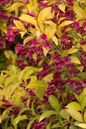 Golden Jackpot Weigela