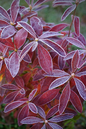 Golden Lights Azalea 3G
