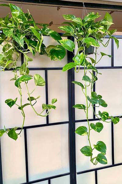Golden Pothos 10” HB