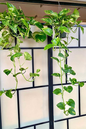 Golden Pothos 10” HB