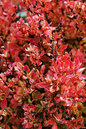 Golden Ruby Barberry 2G