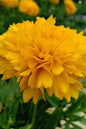 Golden Sphere® Coreopsis 1G