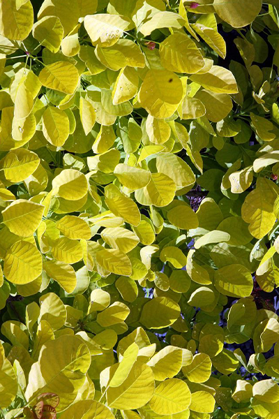Golden Spirit Smokebush 2G