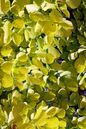 Golden Spirit Smokebush 2G