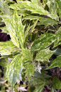 Goshiki Osmanthus 2G