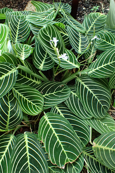 Green Prayer Plant 4”