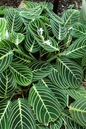 Green Prayer Plant 4”