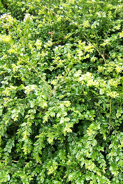 Green Beauty Boxwood 2G