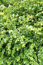 Green Beauty Boxwood 2G