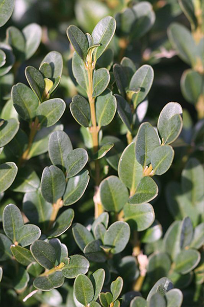 Green Mountain Boxwood 1G