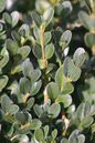 Green Mountain Boxwood 1G