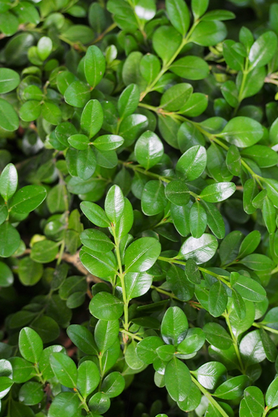 Green Mountain Boxwood 2G