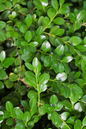 Green Mountain Boxwood 2G