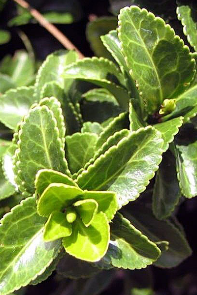Green Spire Euonymus 2G