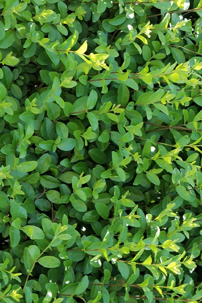 Green Tower Boxwood 1G