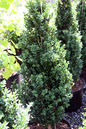 Green Tower Boxwood 5G