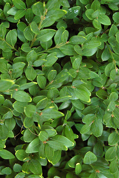 Green Velvet Boxwood 1G