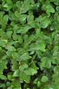 Green Velvet Boxwood 1G