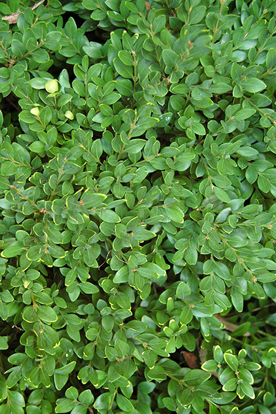 Green Velvet Boxwood 2G
