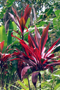 HP, TROPICAL 2" ASST