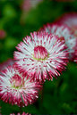 Habanera® Mix English Daisy 4”