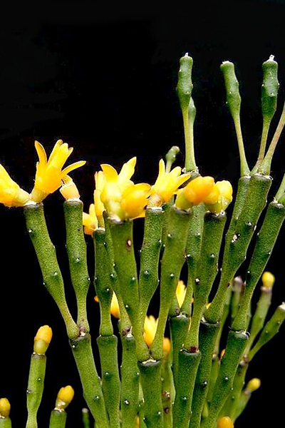 Hatiora Salicornioides 4”