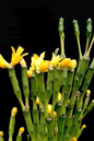 Hatiora Salicornioides 4”