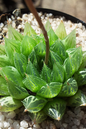 Haworthia Cooperi 4”