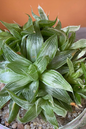 Haworthia White Ghost 4”