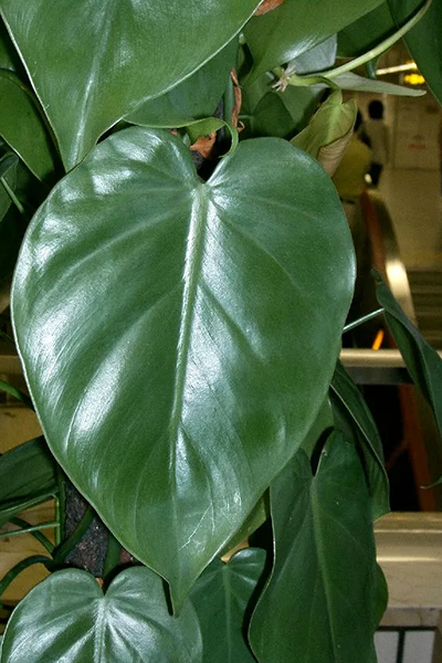 Heartleaf Cordatum Var 4”