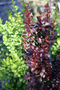 Helmond Pillar Barberry 2G