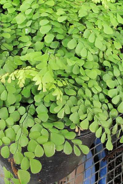 Himalayan Maidenhair Fern 1G