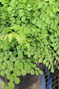 Himalayan Maidenhair Fern 1G