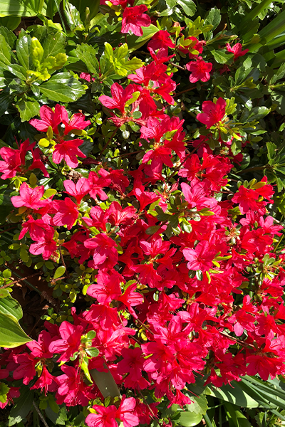 Hino-Crimson Azalea 2G