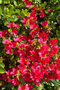 Hino-Crimson Azalea 2G