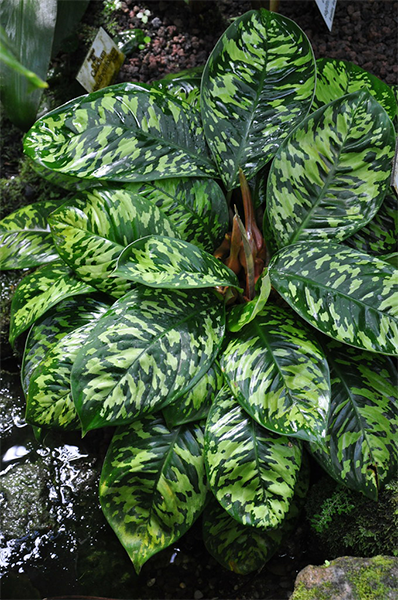 Homalomena Camouflage 4”